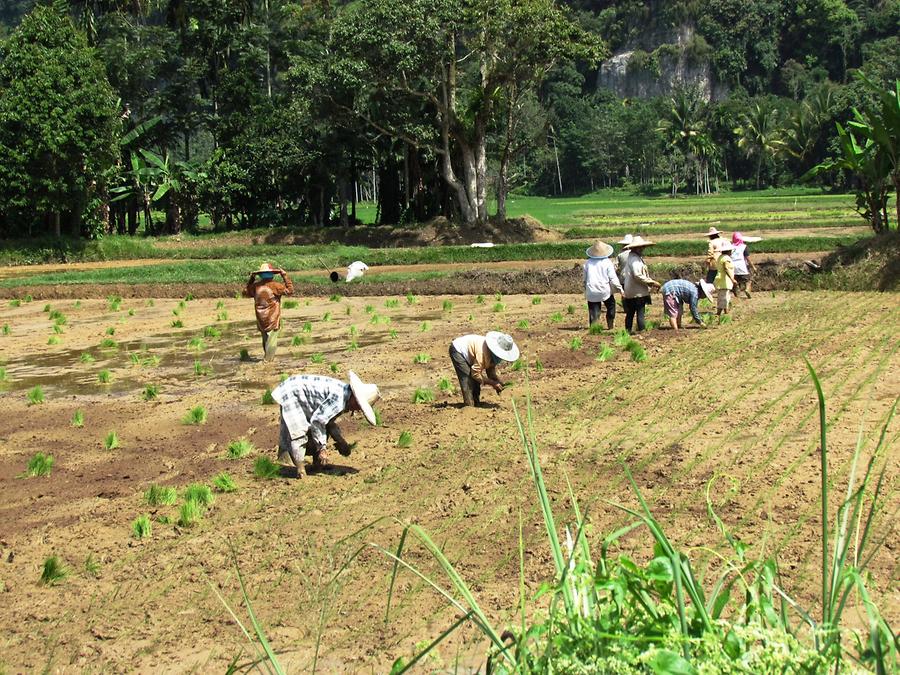 Planting Rice
