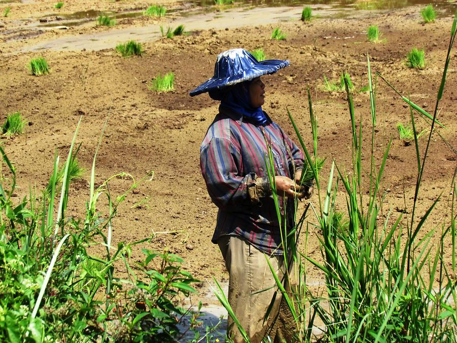 Planting Rice