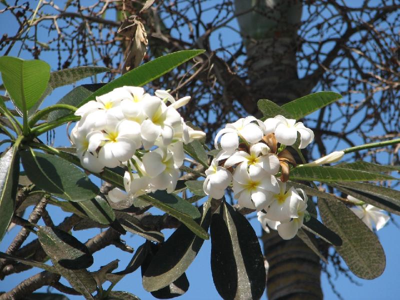 Bild '355-sanur-hotel-puri-santrian-frangipani'