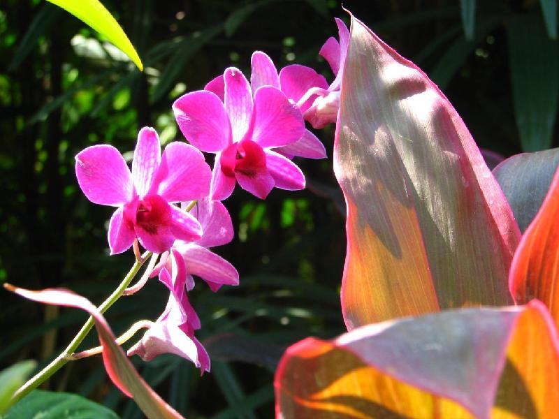 Bild '336-tohpati-orchideengarten'