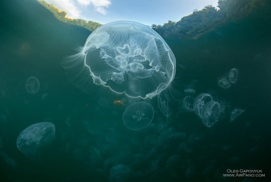 Jellyfish Bay, Raja Ampat, Indonesia, © AirPano 