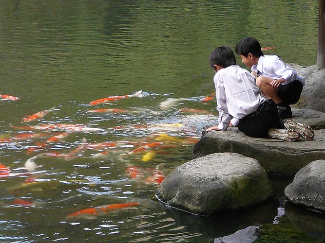 Pools with carps (goldfish)