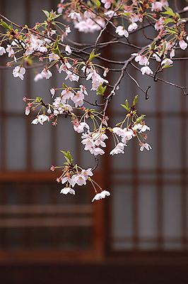 Cherryblossoms