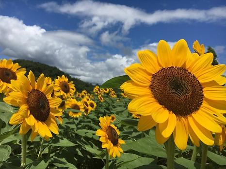 Sea Kogen Farm Sunflower festival