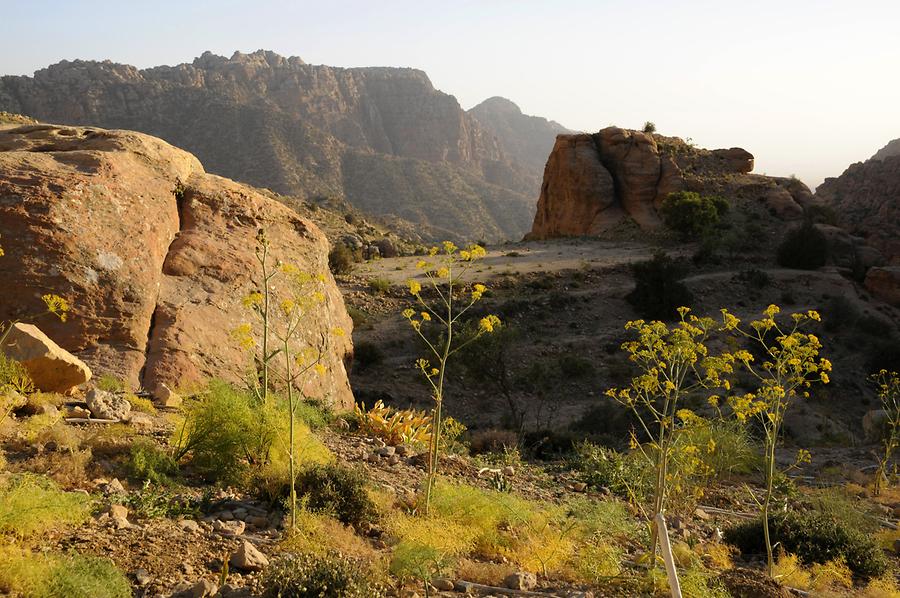 Dana Canyon