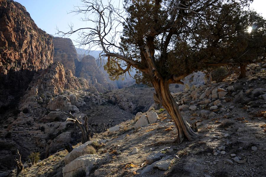 Dana Canyon