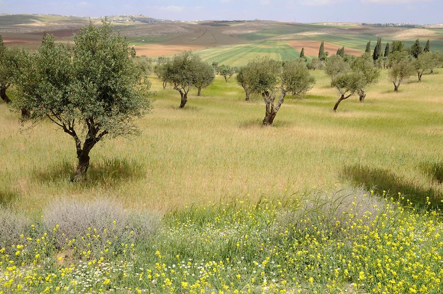 Landscape at Madaba