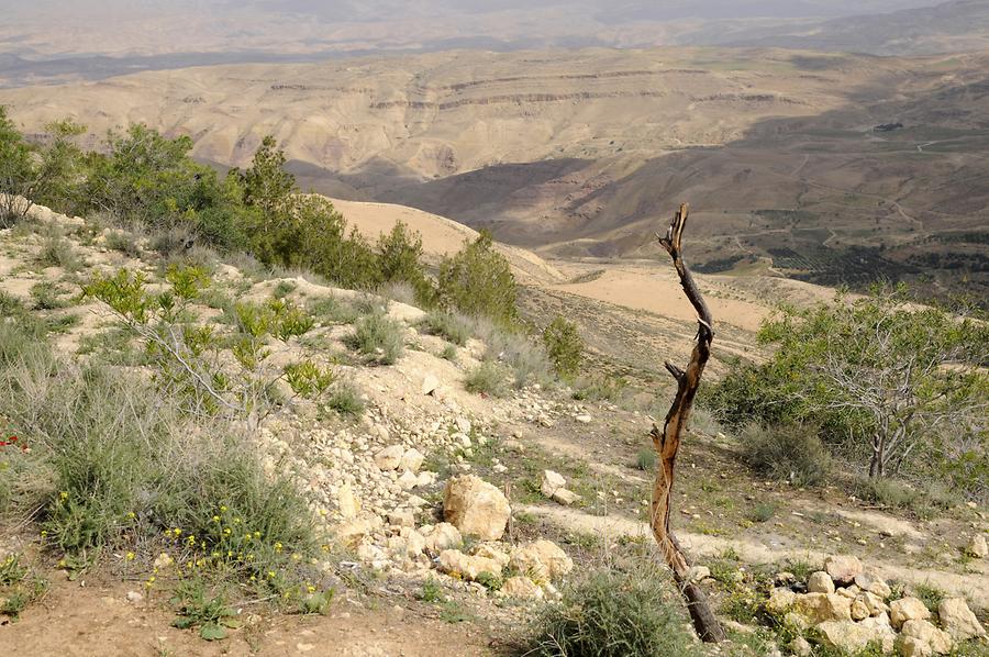 Landscape at Mount Nebo