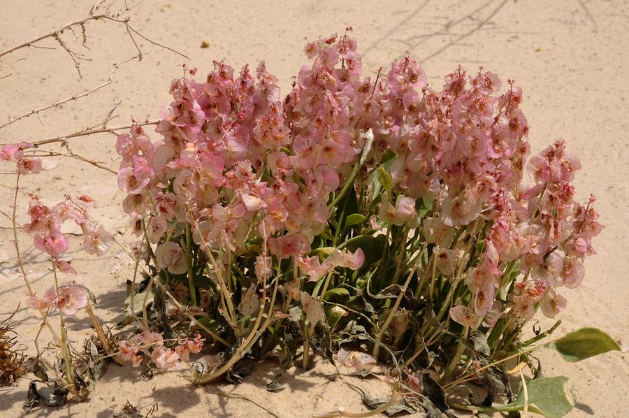 Desert flower