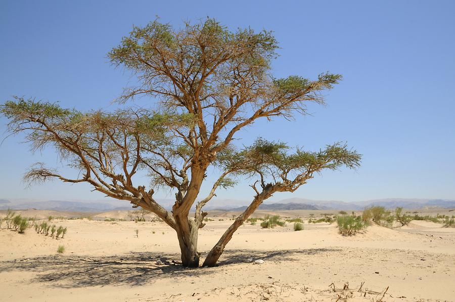 Wadi Araba