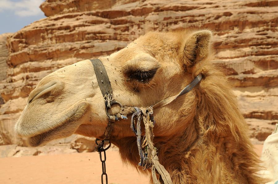 Camel