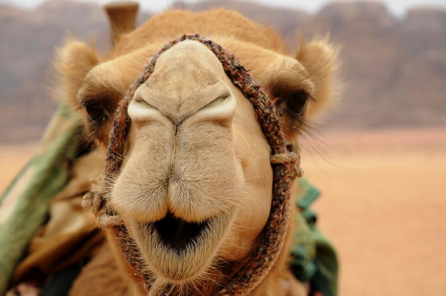 Camel Wadi Rum