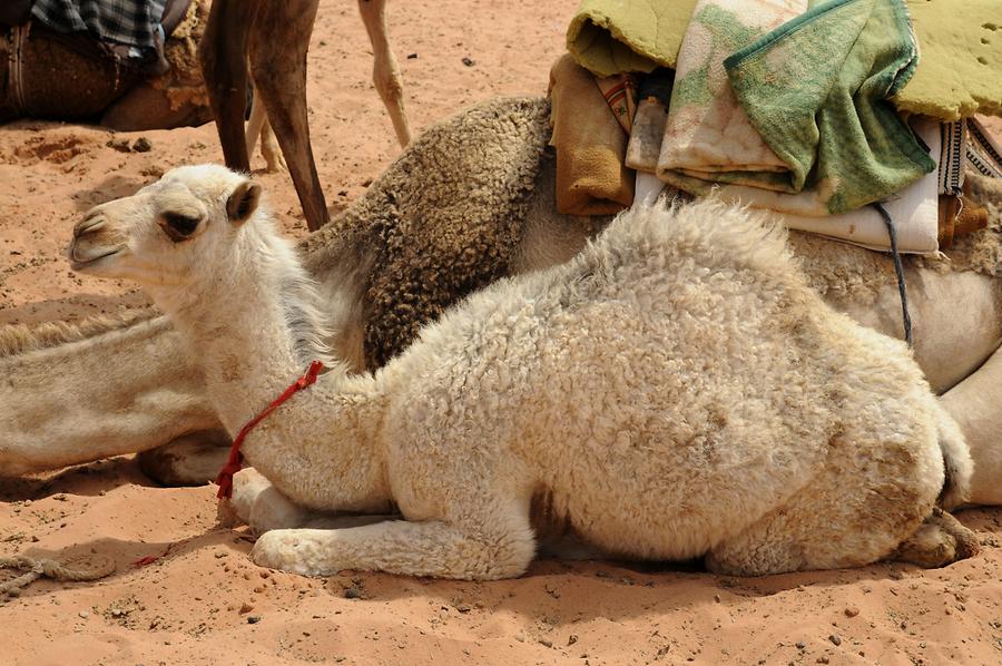Camel Wadi Rum