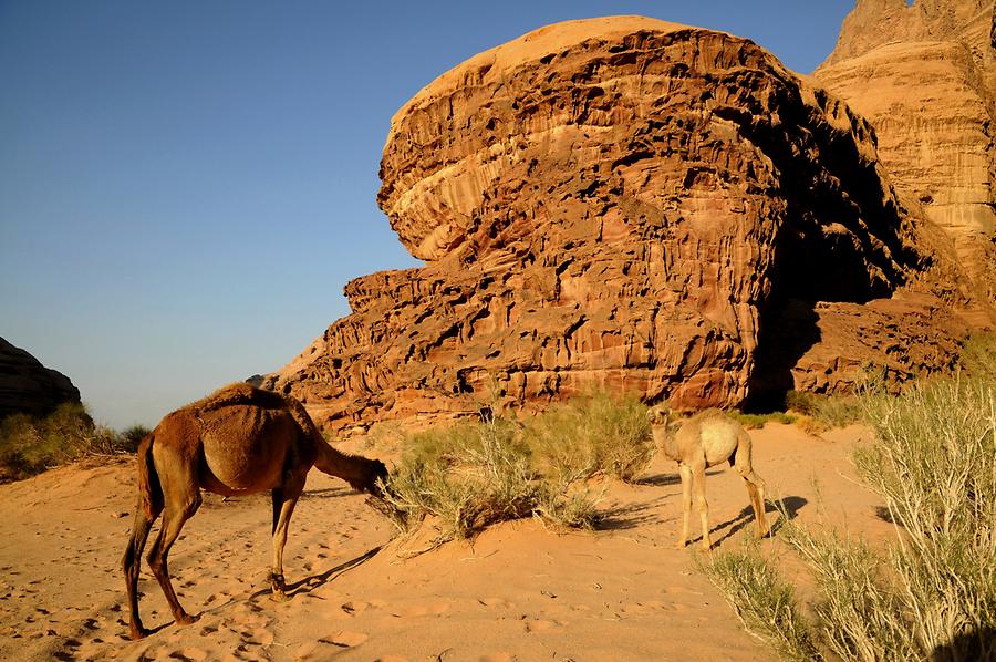 Camels Wadi Rum