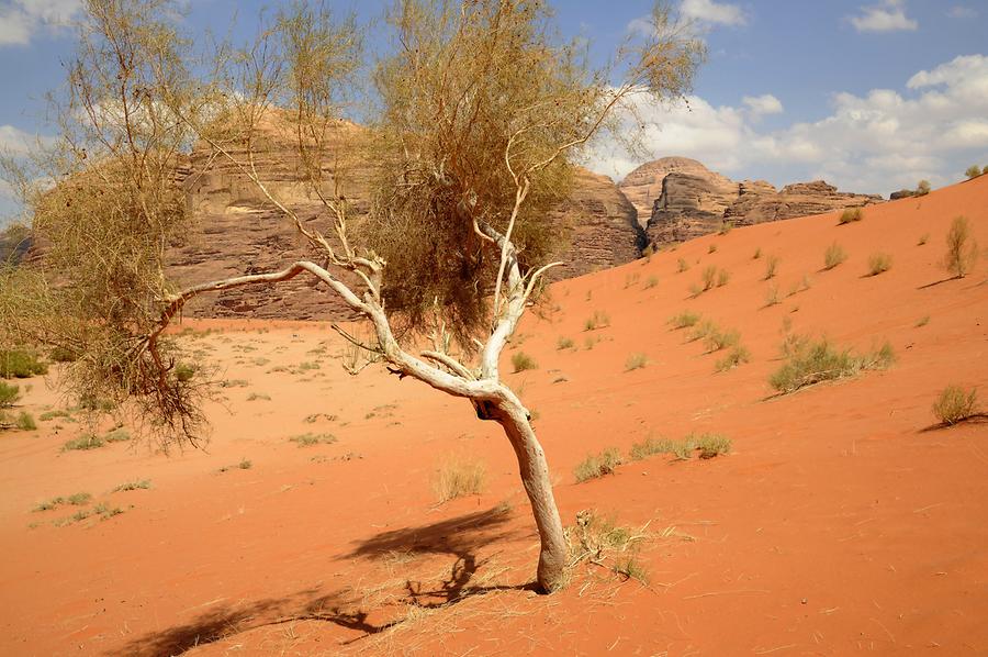 Red Dunes Wadi Rum