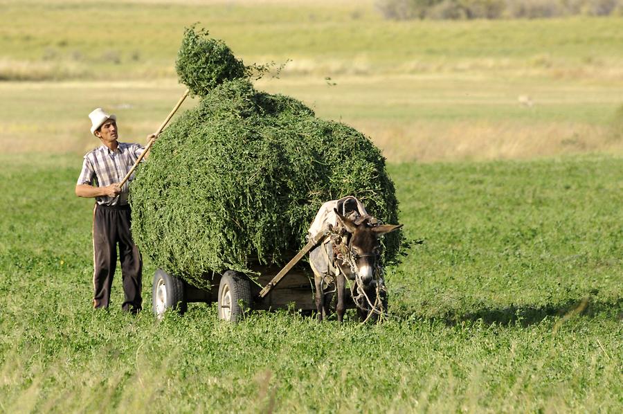 Farmer