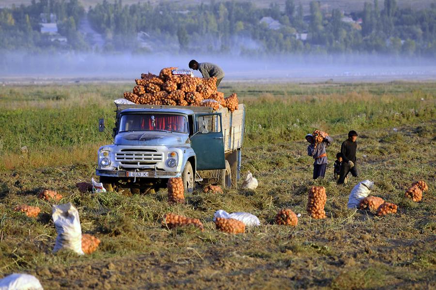 Harvesting Onions