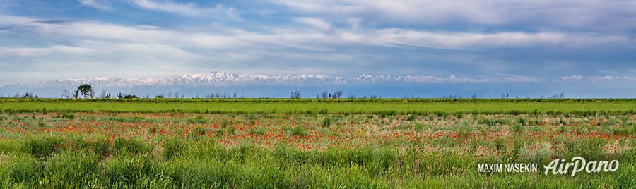 Poppies in Kyrgyzstan, © AirPano 