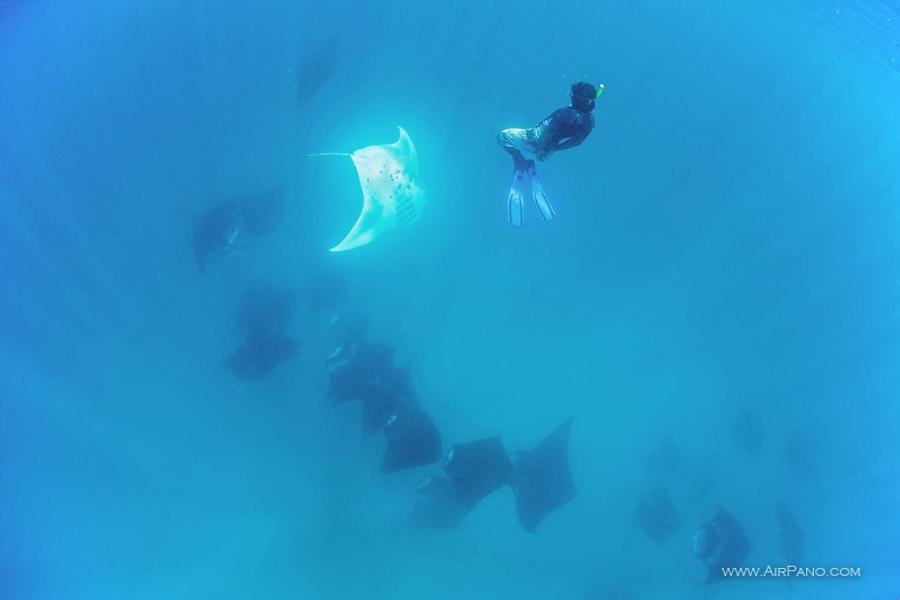 Manta Rays, Maldives