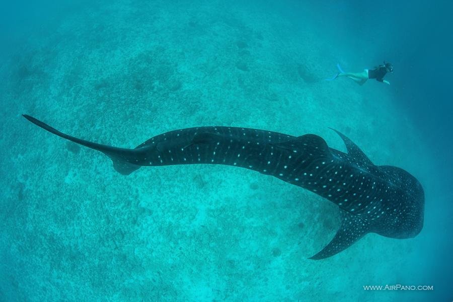 Whale shark