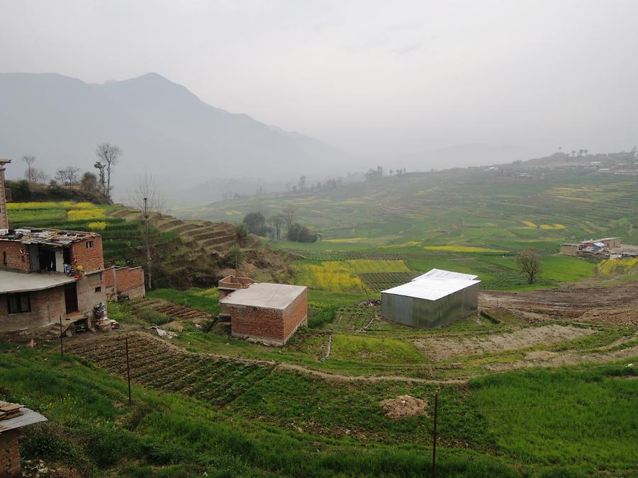 Khokana rice and canola fields