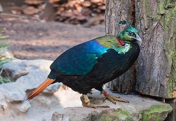 himalayan-monal, Foto source: PixaBay 