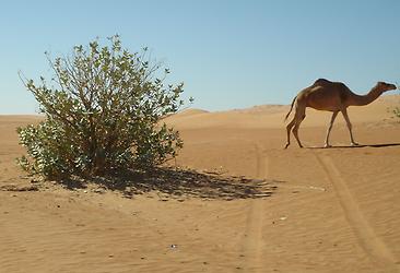 From Muscat into the desert