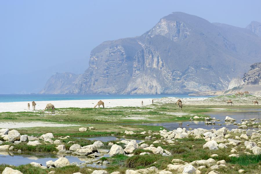 Al Mughsail Beach - Arabian Camels