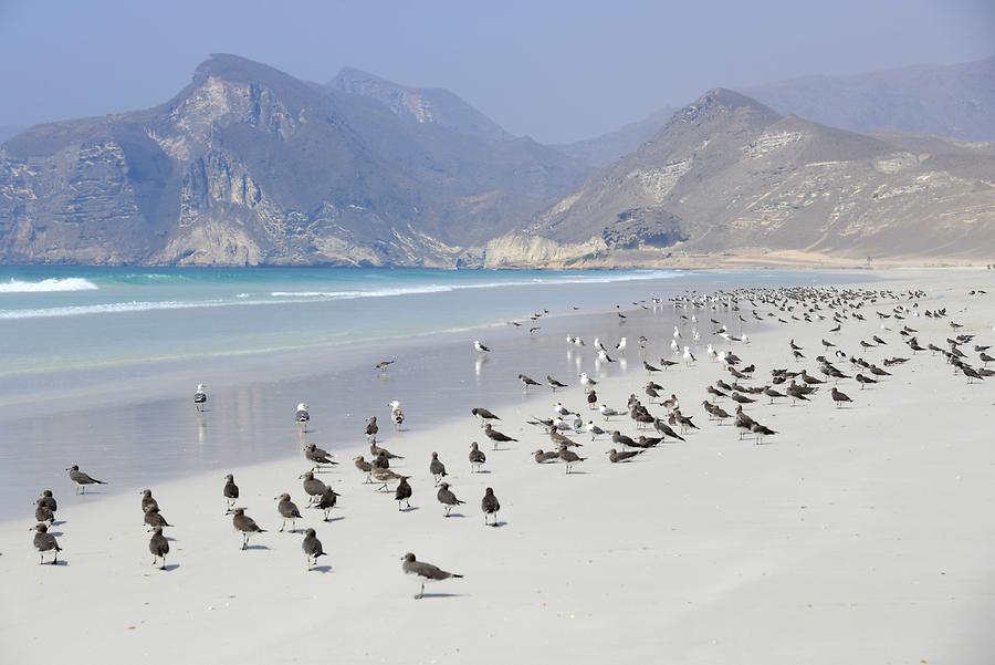 Al Mughsail Beach - Water Birds