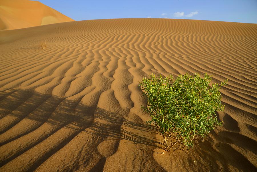 Rub' al Khali - Ripple Marks