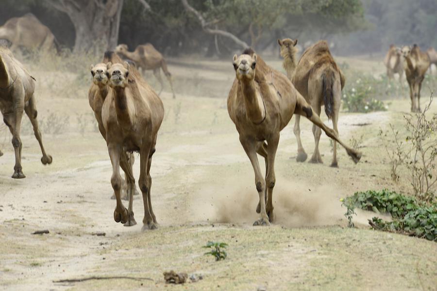 Wadi Darbat - Arabian Camels