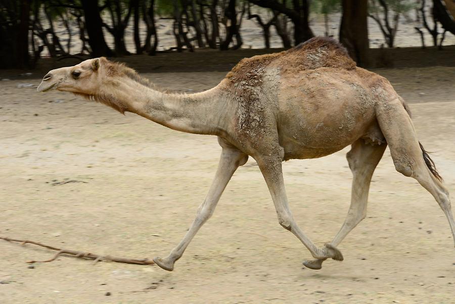 Wadi Darbat - Arabian Camels