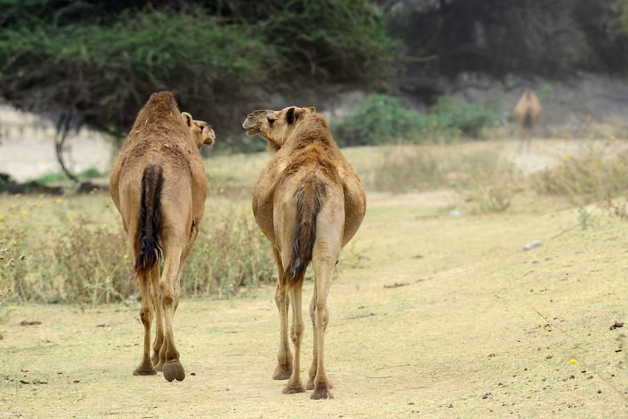 Wadi Darbat - Arabian Camels