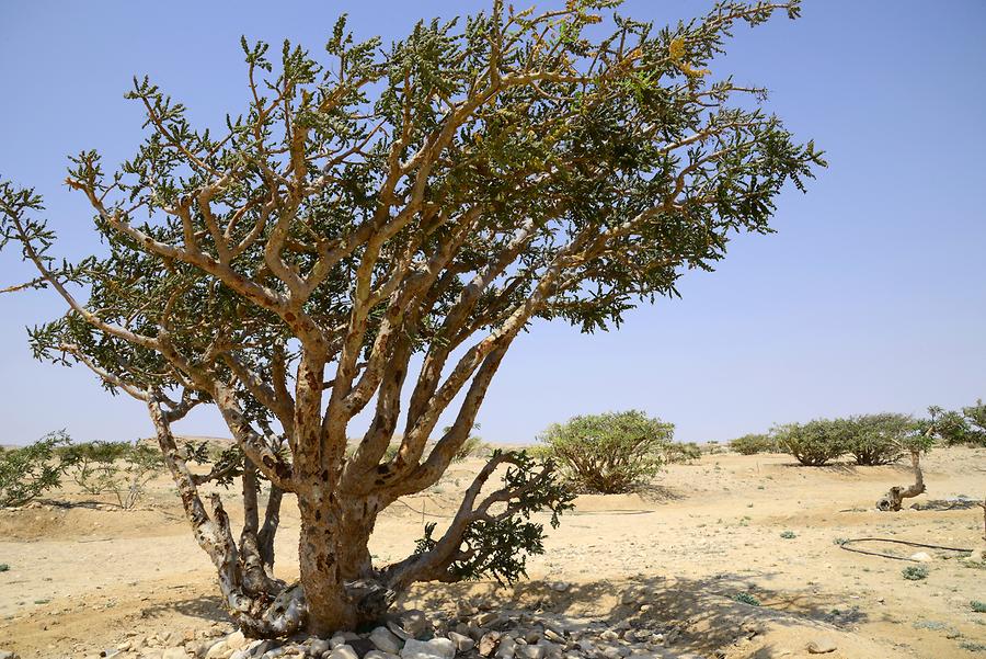 Wadi Dawkah - Frankincense