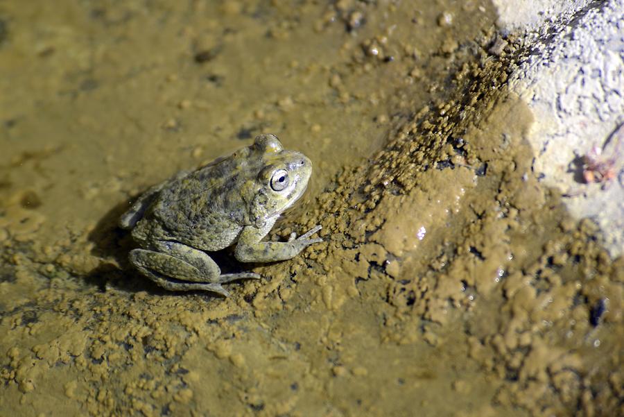 Canyon near Hat; Frog