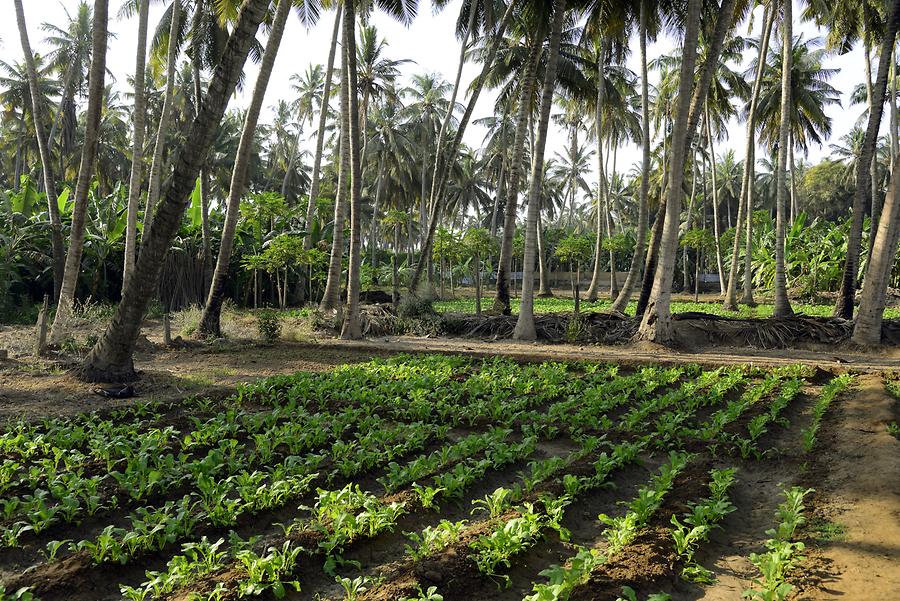 Multi-level Cultivation