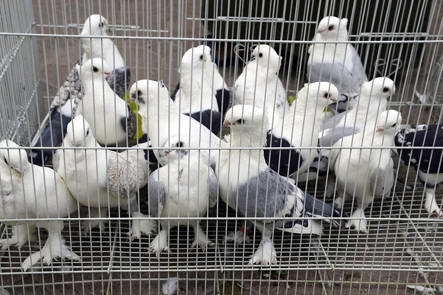 Nizwa - Small Animal Market