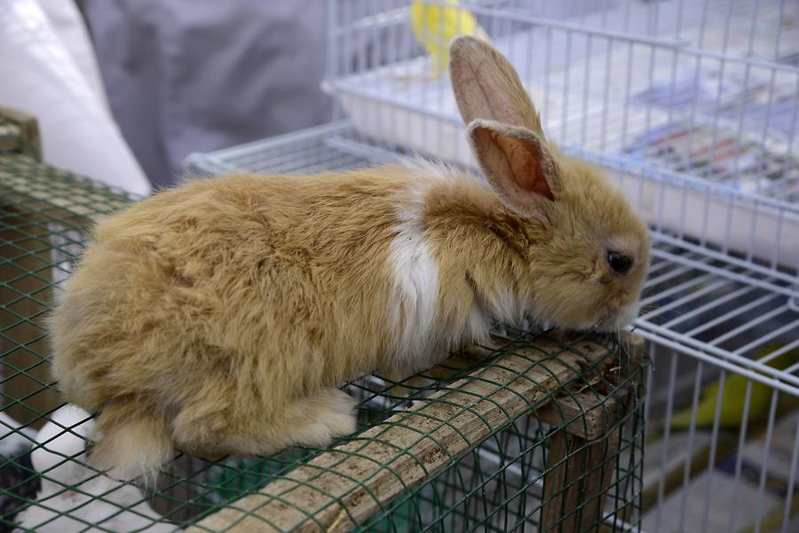 Nizwa - Small Animal Market