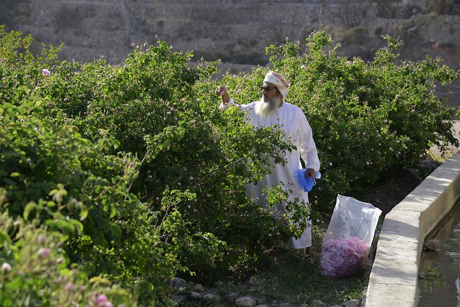 Saiq Plateau - Roses