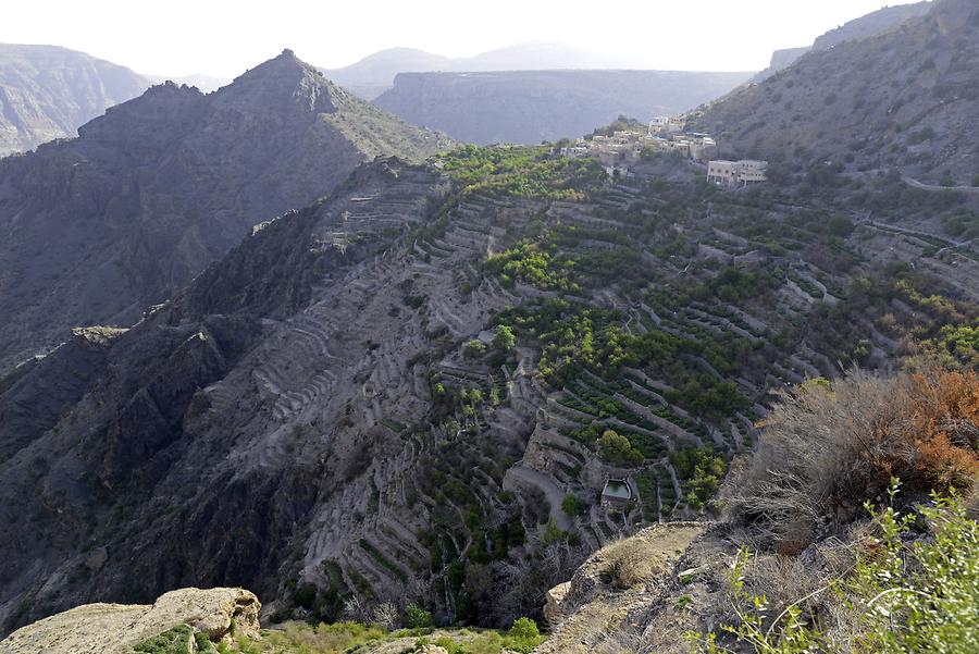 Saiq Plateau - Terraces