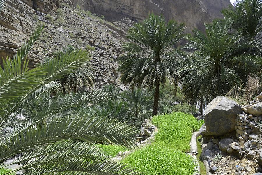 Wadi Tanuf - Oasis