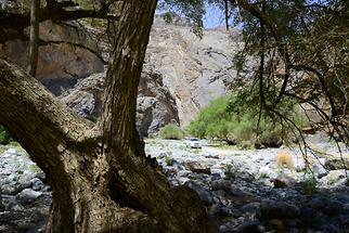 Wadi Tanuf (2)