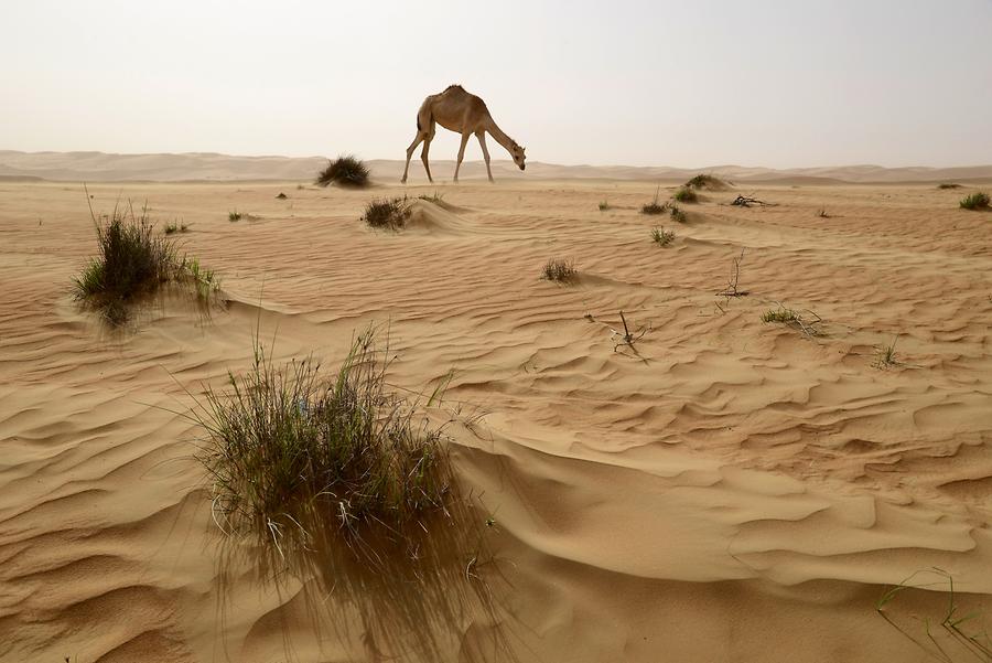 Arabian Camel