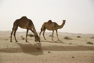 Arabian Camels