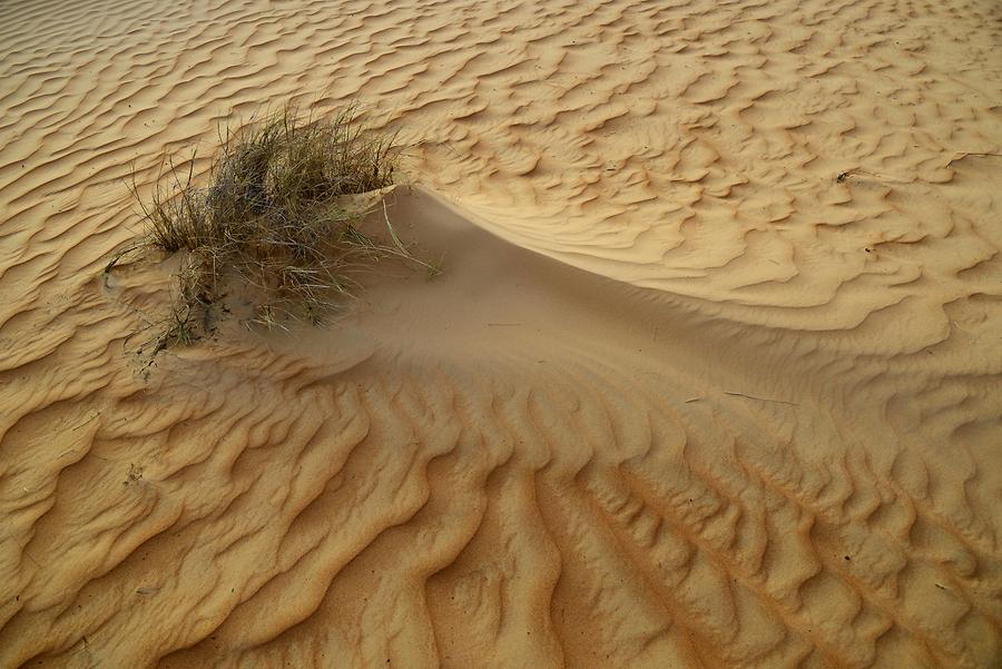 Desert Vegetation