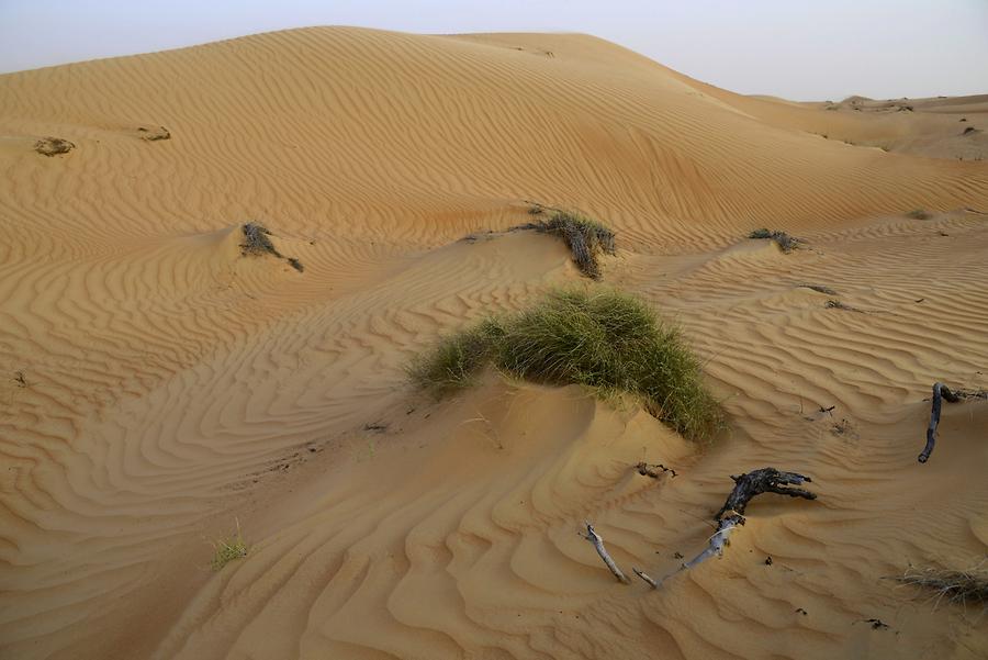 Desert Vegetation