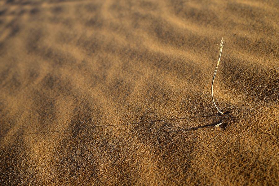 Desert Vegetation