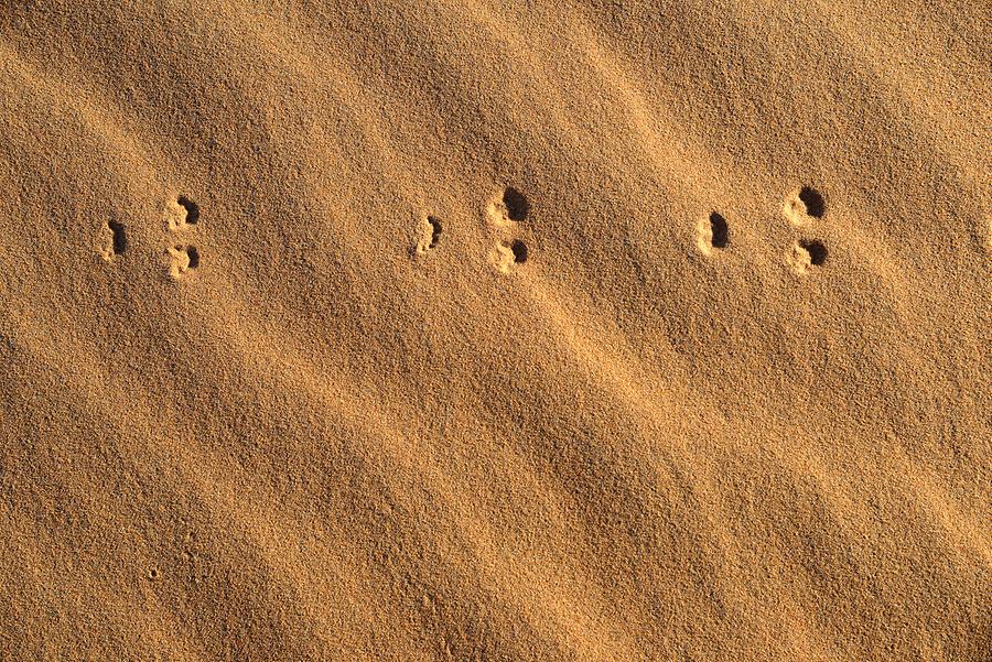 Tracks in the Sand