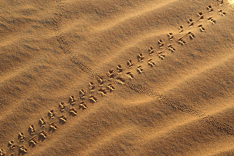 Tracks in the Sand