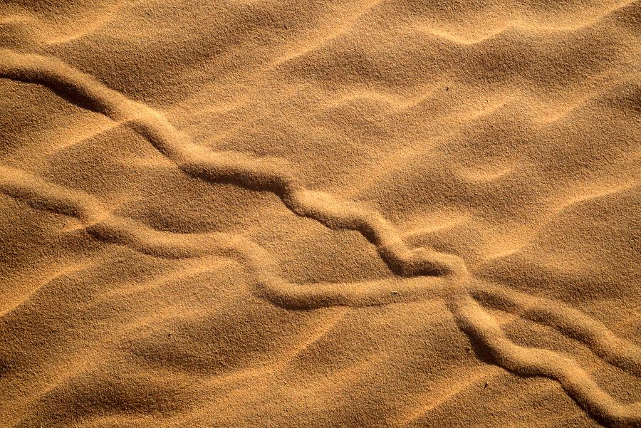 Tracks in the Sand